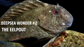 DeepSeaWonder 2The Eelpout Chronicles Journey to Their Secret Hideaways 🐟​ [upl. by Harman]