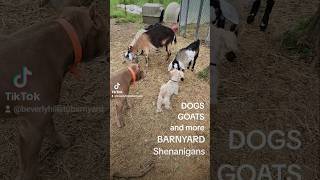 Dogs Goats and more BARNYARD Shenanigans [upl. by Landan]