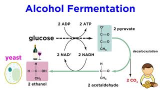 Anaerobic Respiration and Fermentation [upl. by Kassity]