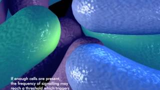 How bacteria form a biofilm [upl. by Harbard30]