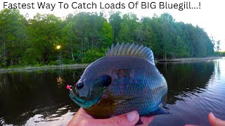 Bluegill Fishing Tips – Easiest Way To Catch loads of BIG Bluegill Fast…Works Everywhere [upl. by Paxton]