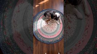 Jelly Roll Rug  DIY Rug  Handmade Home [upl. by Oster]