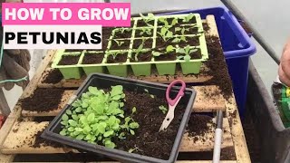 ✅ How to Grow Petunias from Seed  Start to Finish [upl. by Lasser802]