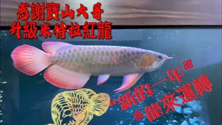 龍魚升級服務感謝寶山大哥信任購入米特拉紅龍 服務電話0987978007同LINE [upl. by Janetta]