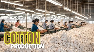 Cotton Production Process  From Plant to Yarn  INFIO [upl. by Dymphia868]