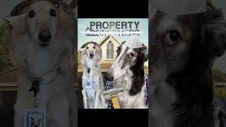 property snoots part 1 homeremodeling dogsindesign hgtv fyp [upl. by Sankey502]