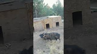 Are the Cooney Cooney piglets are out and running around animal gopro Pigshed [upl. by Sethi814]