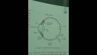 INTERNAL STRUCTURE OF EYE SHORTS CLASS 10 PHYSICS [upl. by Noskcaj]