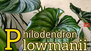 Philodendron  Philodendron Plowmanii [upl. by Moria]