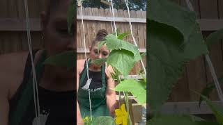 KNOCKING UP CUCUMBERS HAND POLLINATION gardening gardningtips [upl. by Rufena]