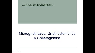 Micrognathozoa Gnathostomulida y Chaetognatha [upl. by Repard]