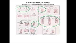 Ejercicio sobre PH y la carga de los AMINOÁCIDOS [upl. by Ocinom]