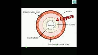 Stomachrugaemucosa submucosa muscularis externaserosaGastric pitsphincterparietalchief cell [upl. by Ahsitra]