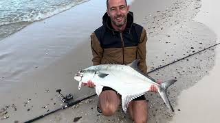 Leerfish attacking the mullets on the shore edge amazing sights [upl. by Worthy]