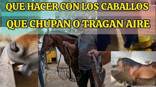 QUE HACER CON LOS CABALLOS QUE CHUPAN O TRAGAN AIRE AEROFAGIA EN EQUINOS [upl. by Anaiq]