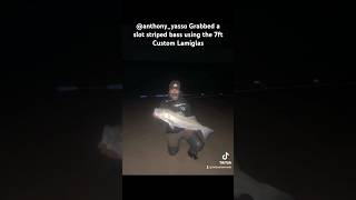 Striped bass action using a 7ft MLcustomrods from the surf mlcustomrods stripedbass longisland [upl. by Eimile]