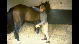 Clifford Lines Shergars work rider and a life in racing [upl. by Mallory]