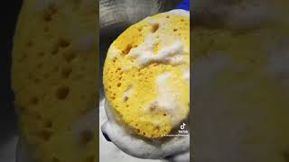 Fresh Pine Pinalen Sponge Squeezes spongesqueezing asmr pinalen [upl. by Lacee]