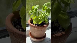 HOW TO HARVEST BASIL SO IT KEEPS GROWING Same technique in garden beds howtoharvest basil [upl. by Ardnassac]