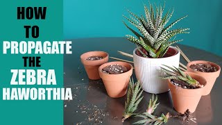 ZEBRA HAWORTHIA PROPAGATION  How to propagate The Zebra Haworthia pups [upl. by Riorsson730]