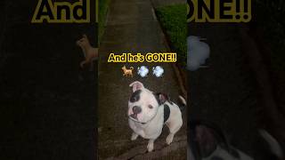 Onyx’s 1 priority🐶 pitbull staffordshireterrier dogshort pup smartdog xlbully pitbulldog [upl. by Durkin454]