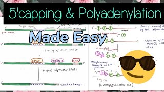 5 Capping and Polyadenylation mRNA Processing [upl. by Darrel]