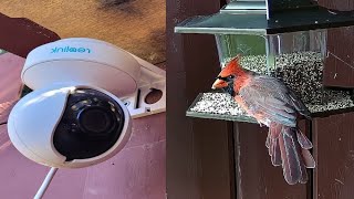 Ontario Bird Feeder Live Stream  20241114 [upl. by Corwin779]