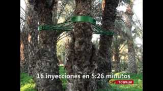 Instalación y uso SOSPALM en palmera datilera [upl. by Rafat]