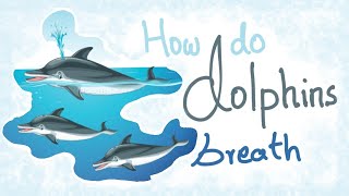 How dolphins breathe  English  Dolphin breathing technique  Learn to Remember [upl. by Aikemaj428]