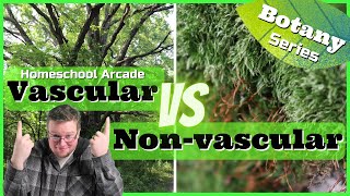 Vascular vs Nonvascular Plants  7 Main Differences [upl. by Nahgrom166]