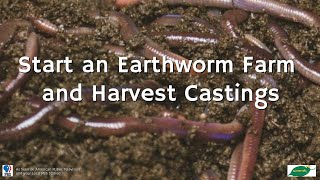 Start an Earthworm Farm and Harvest Castings [upl. by Lin757]