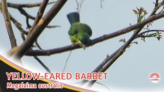 TAKUR TENGGERET  YELLOW  EARED BARBET [upl. by Handal63]