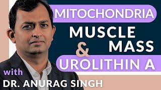 Mitochondria Muscle Mass and Urolithin A with Dr Anurag Singh [upl. by Afrika319]