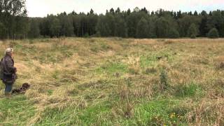 Spaniel training on Partridge [upl. by Begga221]