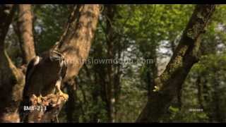 Goshawk Slow Motion Takes off from Perch Shot on Phantom HD Gold  5 Shots [upl. by Hagai]