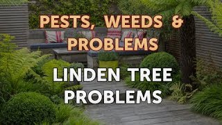 Linden Tree Problems [upl. by Vick]