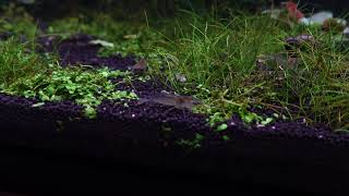 Caridina Japonica [upl. by Inerney]