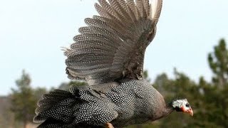 Guinea fowl sale for Pune [upl. by Ainesy910]