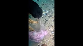 Diver discovers starfish fighting over unusual object [upl. by Bor555]