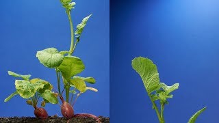 Radish TimeLapse  68 days  Soil cross section [upl. by Neva486]