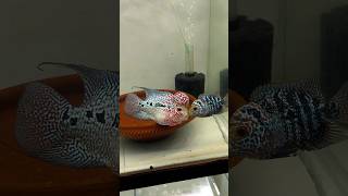 Flowerhorn Breeding in Telugu Teaser flowerhorn breeding telugu trending flowerhornbreeding [upl. by Osborne]