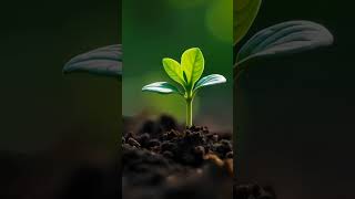 Timelapse of plant growth stages [upl. by Cassie965]