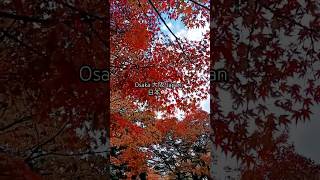 Momiji 紅葉🍁 in Japanese Garden Daisen Park  November 23 2024  Kojik Kishora [upl. by Hametaf]