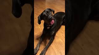 Dog beats Guinness World Record for longest tongue  Humankind Shorts [upl. by Anyal]