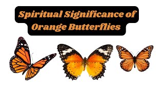 The Spiritual Significance of Orange Butterflies in Your Life [upl. by Karyl130]