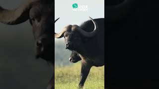 CÃES SELVAGENS AFRICANOS MASSACRAM BÚFALO  VIDA SELVAGEM vidaselvagem buffalo wilddog [upl. by Onitsoga]