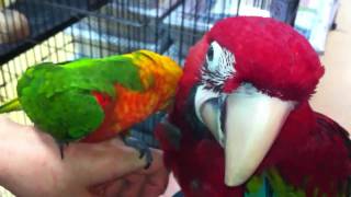 Conure and Macaw [upl. by Astera701]