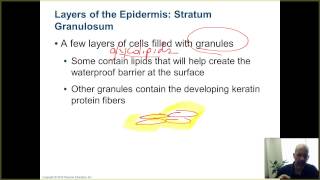 BIO 201  CH5  LEC3 EPIDERMIS CONTINUED [upl. by Blader]