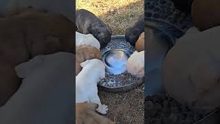 The newest litter bulldog pups available losreyesbulldogs shorts shortsvideo viralvideo [upl. by Ahsen]