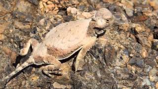 Roundtail Horned Lizard Phrynosoma modestum Sitting Stealthy and Then Hes Gone [upl. by Enimsay670]